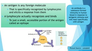 Antigen-
binding
sitesAntibody A
Antigen
Antibody B
Antibody C
Epitopes
(antigenic
determinants)
 An antigen is any foreign molecule
 That is specifically recognized by lymphocytes
and elicits a response from them
 A lymphocyte actually recognizes and binds
 To just a small, accessible portion of the antigen
called an epitope
Picture Source : campbell
An antibody is a
substance formed
immunity in human
blood in response to
antigenic stimulus and
will react specifically
with antigen
 