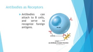 Antibodies as Receptors
 Antibodies can
attach to B cells,
and serve to
recognize foreign
antigens.
 