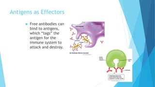 Antigens as Effectors
 Free antibodies can
bind to antigens,
which “tags” the
antigen for the
immune system to
attack and destroy.
 