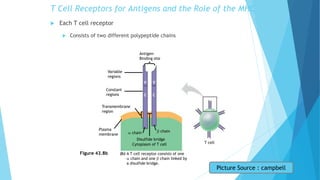 Antigen-
Binding site
b chain
Disulfide bridge
a chain
T cell
A T cell receptor consists of one
a chain and one b chain linked by
a disulfide bridge.
(b)
Variable
regions
Constant
regions
Transmembrane
region
Plasma
membrane
Cytoplasm of T cell
T Cell Receptors for Antigens and the Role of the MHC
 Each T cell receptor
 Consists of two different polypeptide chains
Figure 43.8b
V V
C C
Picture Source : campbell
 