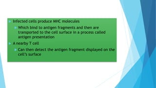  Infected cells produce MHC molecules
 Which bind to antigen fragments and then are
transported to the cell surface in a process called
antigen presentation
 A nearby T cell
 Can then detect the antigen fragment displayed on the
cell’s surface
 