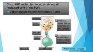 Figure 43.9a
Infected cell
Antigen
fragment
Class I MHC
molecule
T cell
receptor
(a) Cytotoxic T cell
A fragment of
foreign protein
(antigen) inside the
cell associates with
an MHC molecule
and is transported
to the cell surface.
1
The combination of
MHC molecule and
antigen is recognized
by a T cell, alerting it
to the infection.
2
1
2
 Class I MHC molecules, found on almost all
nucleated cells of the body
 Display peptide antigens to cytotoxic T cells
Picture Source : campbell
 