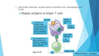  Class II MHC molecules, located mainly on dendritic cells, macrophages, and
B cells
 Display antigens to helper T cells
1
2
Figure 43.9b
Microbe Antigen-
presenting
cell
Antigen
fragment
Class II MHC
molecule
T cell
receptor
Helper T cell
A fragment of
foreign protein
(antigen) inside the
cell associates with
an MHC molecule
and is transported
to the cell surface.
1
The combination of
MHC molecule and
antigen is recognized
by a T cell, alerting it
to the infection.
2
(b)
Picture Source : campbell
 