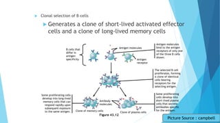  Clonal selection of B cells
 Generates a clone of short-lived activated effector
cells and a clone of long-lived memory cells
Figure 43.12
Antigen molecules
Antigen
receptor
B cells that
differ in
antigen
specificity
Antibody
molecules
Clone of memory cells
Clone of plasma cells
Antigen molecules
bind to the antigen
receptors of only one
of the three B cells
shown.
The selected B cell
proliferates, forming
a clone of identical
cells bearing
receptors for the
selecting antigen.
Some proliferating
cells develop into
short-lived plasma
cells that secrete
antibodies specific
for the antigen.
Some proliferating cells
develop into long-lived
memory cells that can
respond rapidly upon
subsequent exposure
to the same antigen.
Picture Source : campbell
 