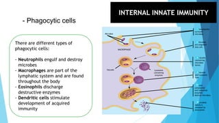 - Phagocytic cells
There are different types of
phagocytic cells:
- Neutrophils engulf and destroy
microbes
- Macrophages are part of the
lymphatic system and are found
throughout the body
- Eosinophils discharge
destructive enzymes
- Dendritic cells stimulate
development of acquired
immunity
Pseudopodia
surround
microbes.
1
Microbes
are engulfed
into cell.
2
Vacuole
containing
microbes
forms.
3
Vacuole
and lysosome
fuse.
4
Toxic
compounds
and lysosomal
enzymes
destroy microbes.
5
Microbial
debris is
released by
exocytosis.
6
Microbes
MACROPHAGE
Vacuole Lysosome
containing
enzymes
INTERNAL INNATE IMMUNITY
 