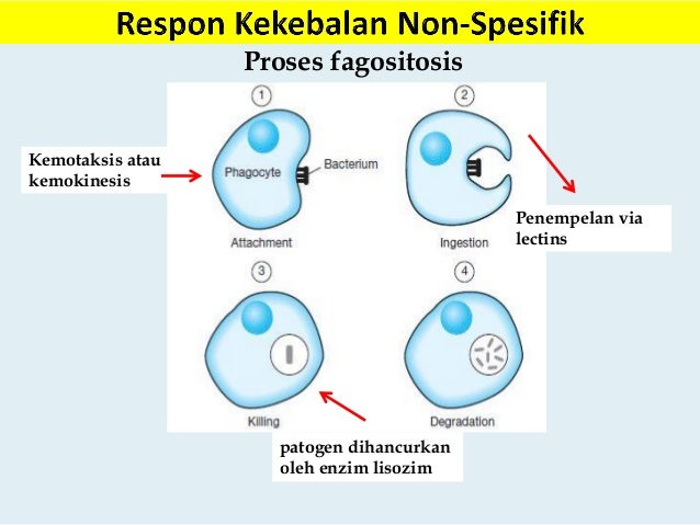 Sistem Imunitas Ikan