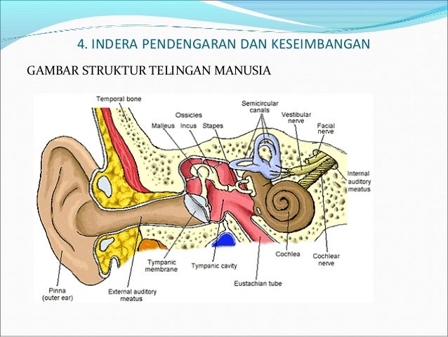 Sistem indera