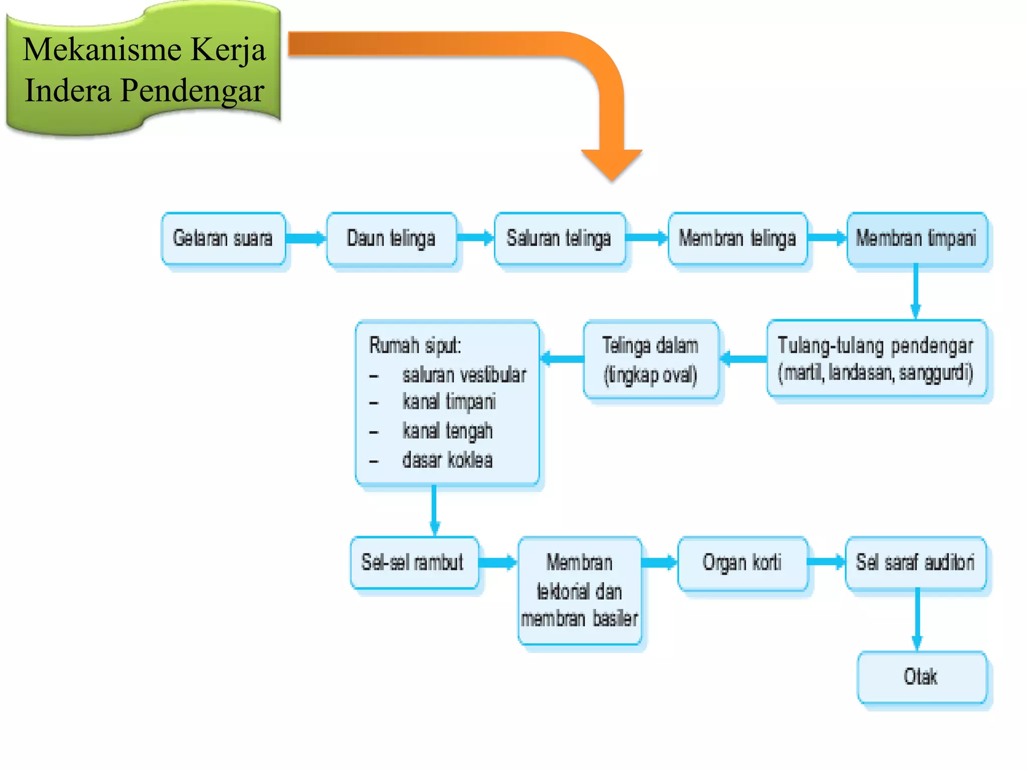 Mekanisme Kerja
Indera Pendengar
 