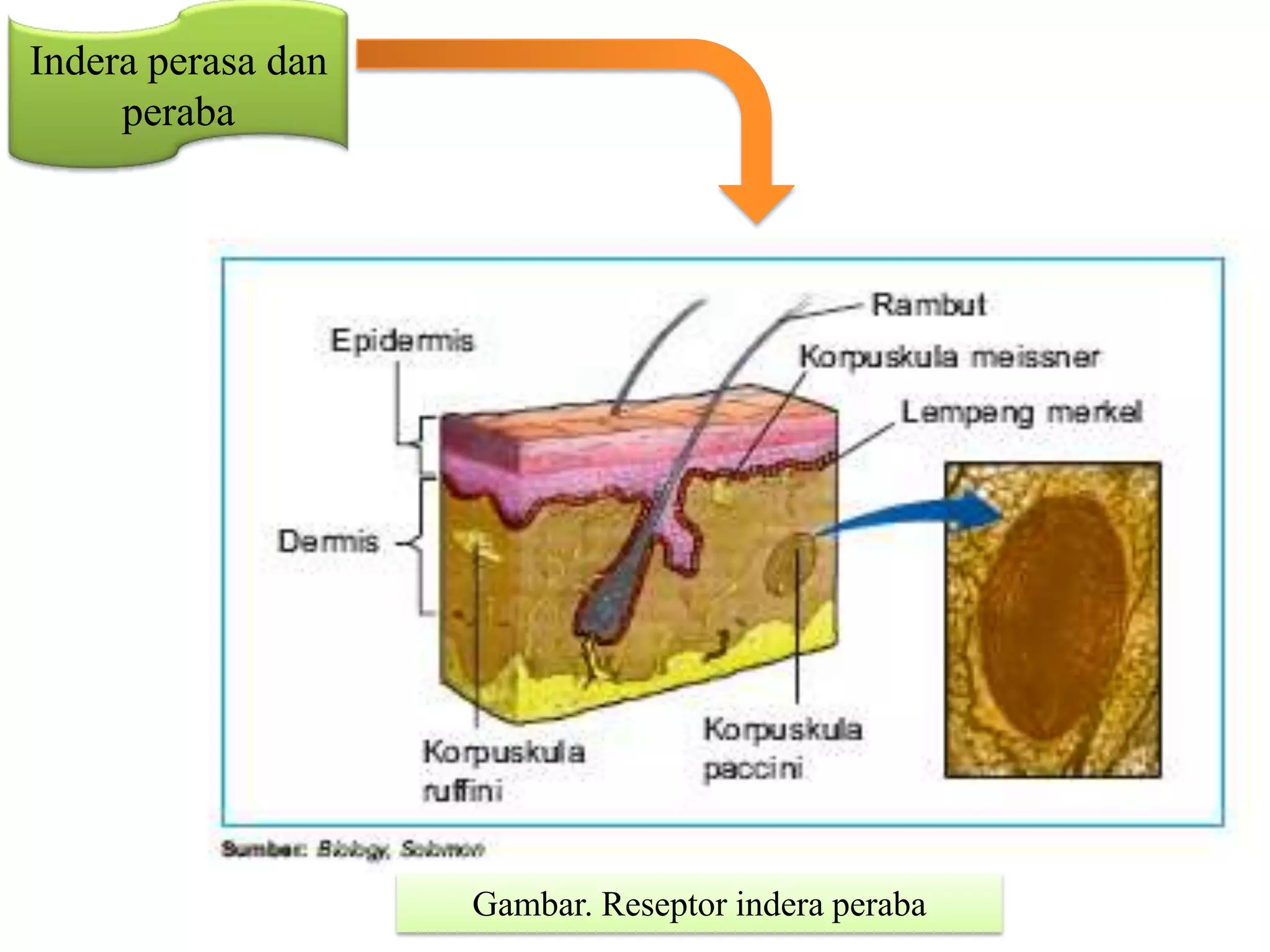 Indera perasa dan
peraba
Gambar. Reseptor indera peraba
 
