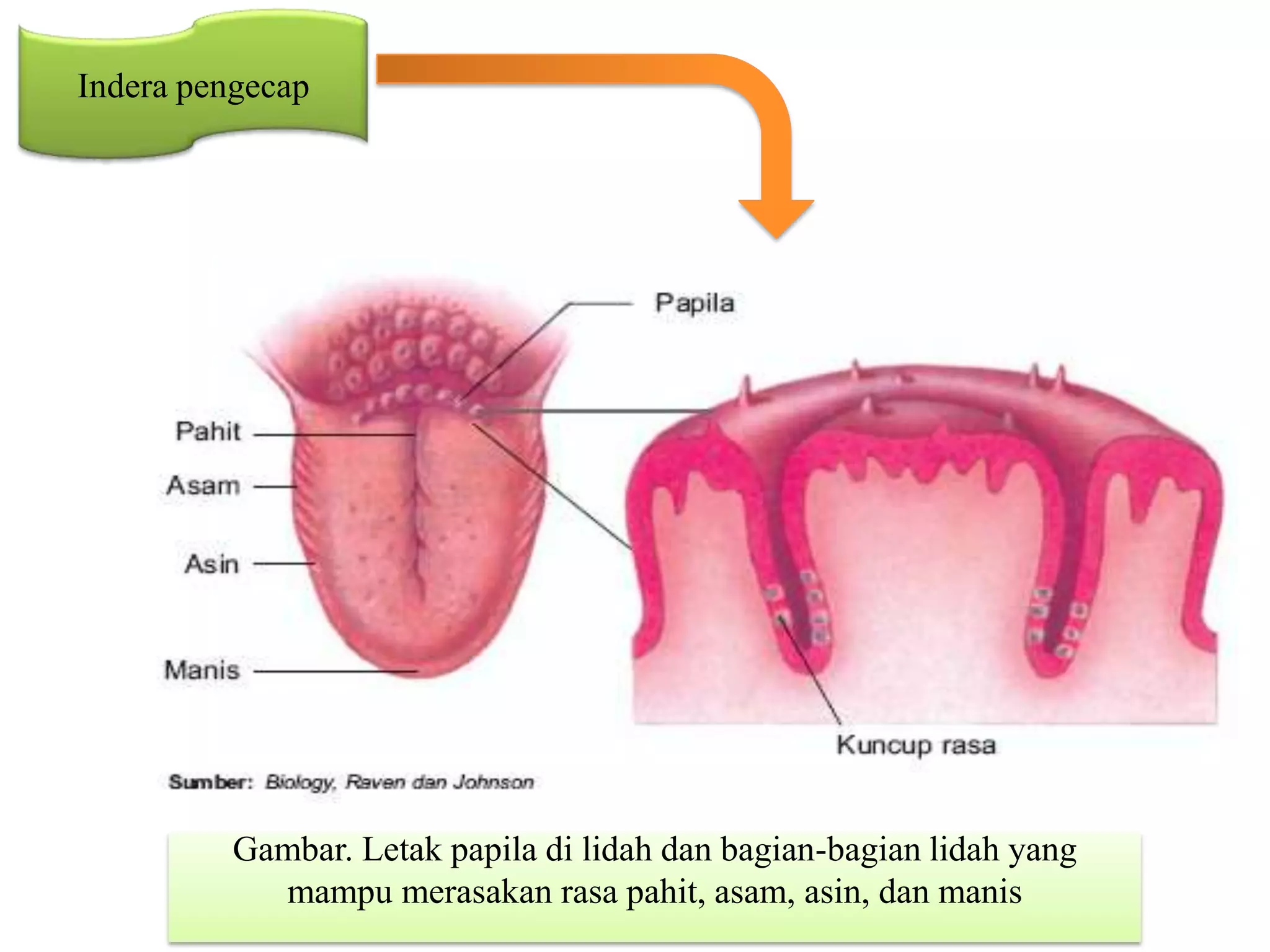 Indera pengecap
Gambar. Letak papila di lidah dan bagian-bagian lidah yang
mampu merasakan rasa pahit, asam, asin, dan manis
 