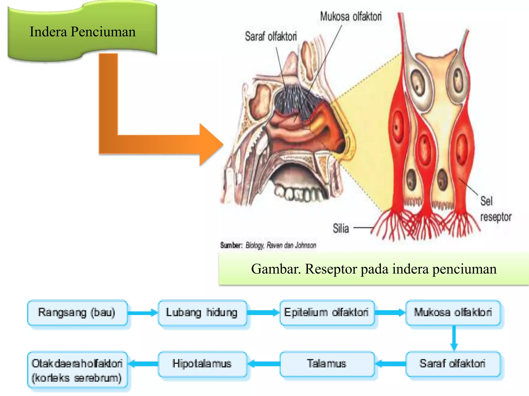 Indera Penciuman
Gambar. Reseptor pada indera penciuman
 