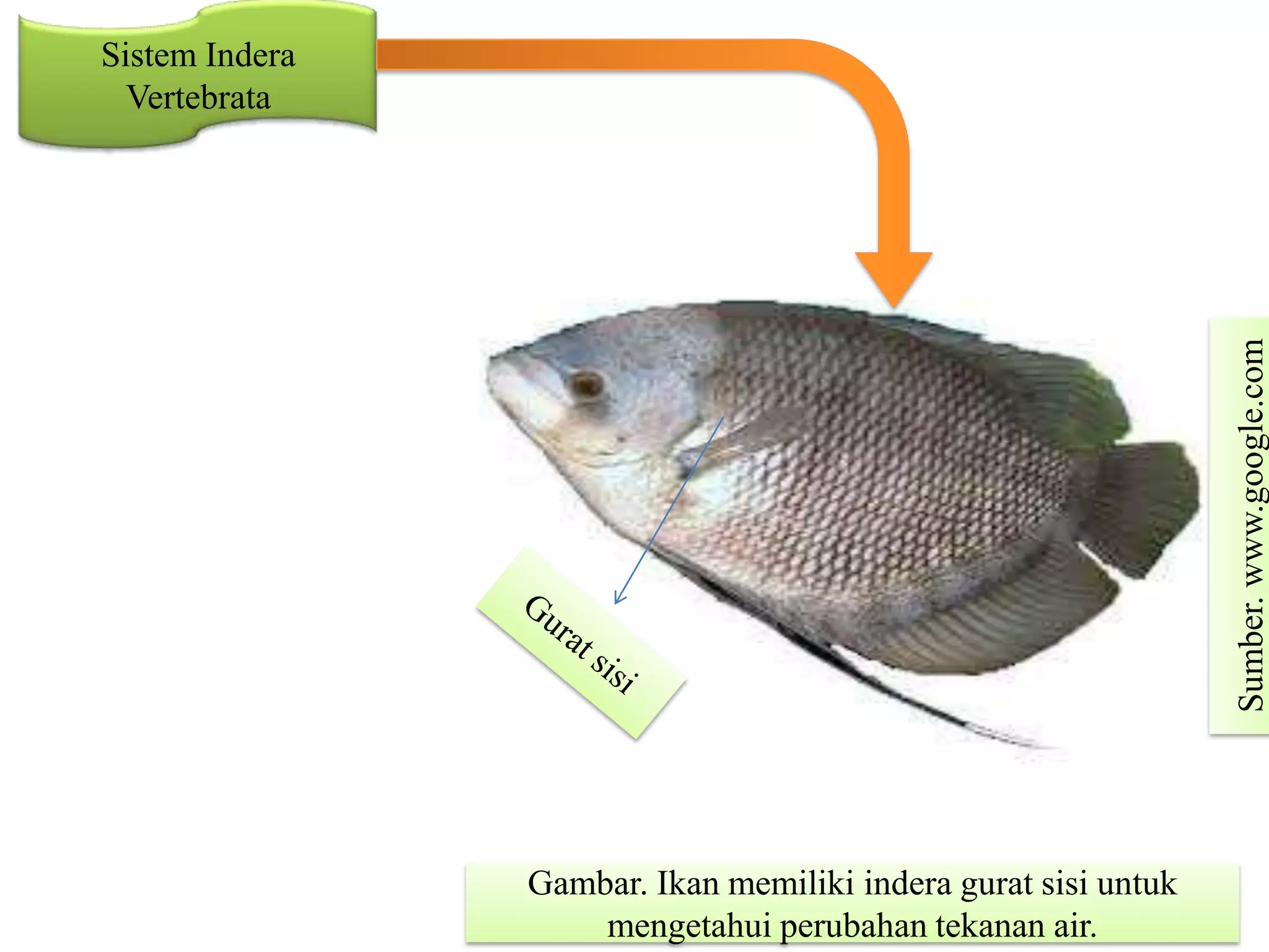 Sistem Indera
Vertebrata
Gambar. Ikan memiliki indera gurat sisi untuk
mengetahui perubahan tekanan air.
Sumber.www.google.com
 