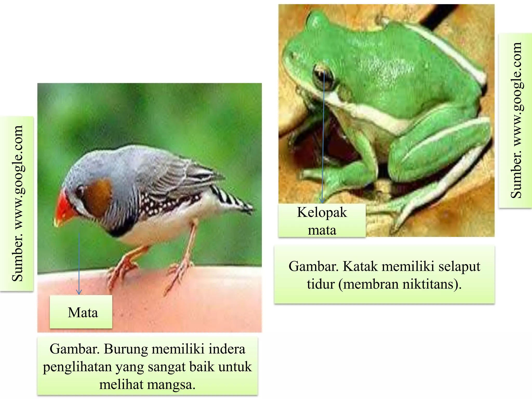 Kelopak
mata
Mata
Sumber.www.google.com
Sumber.www.google.com
Gambar. Katak memiliki selaput
tidur (membran niktitans).
Gambar. Burung memiliki indera
penglihatan yang sangat baik untuk
melihat mangsa.
 