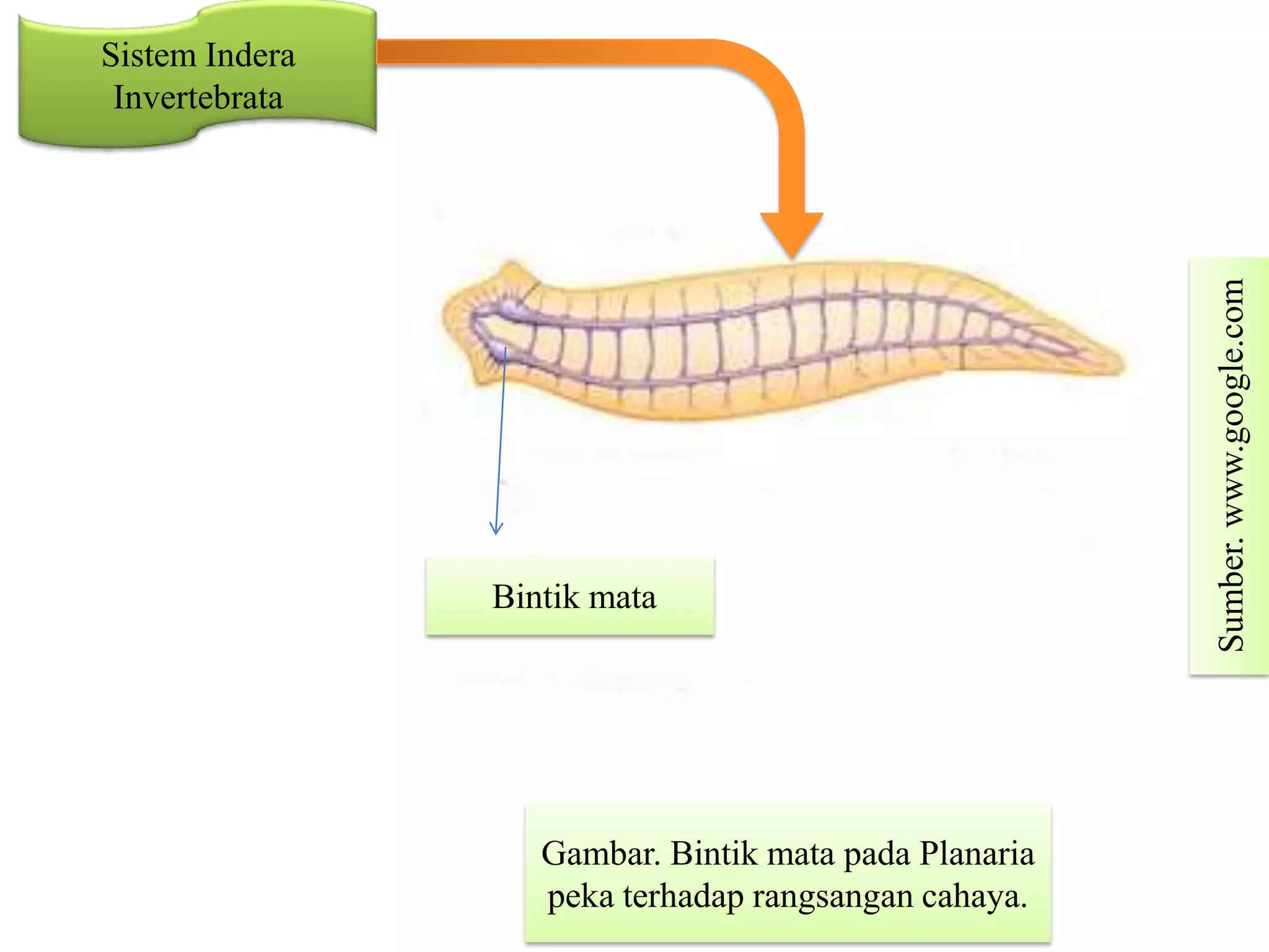Sistem Indera
Invertebrata
Sumber.www.google.com
Gambar. Bintik mata pada Planaria
peka terhadap rangsangan cahaya.
Bintik mata
 