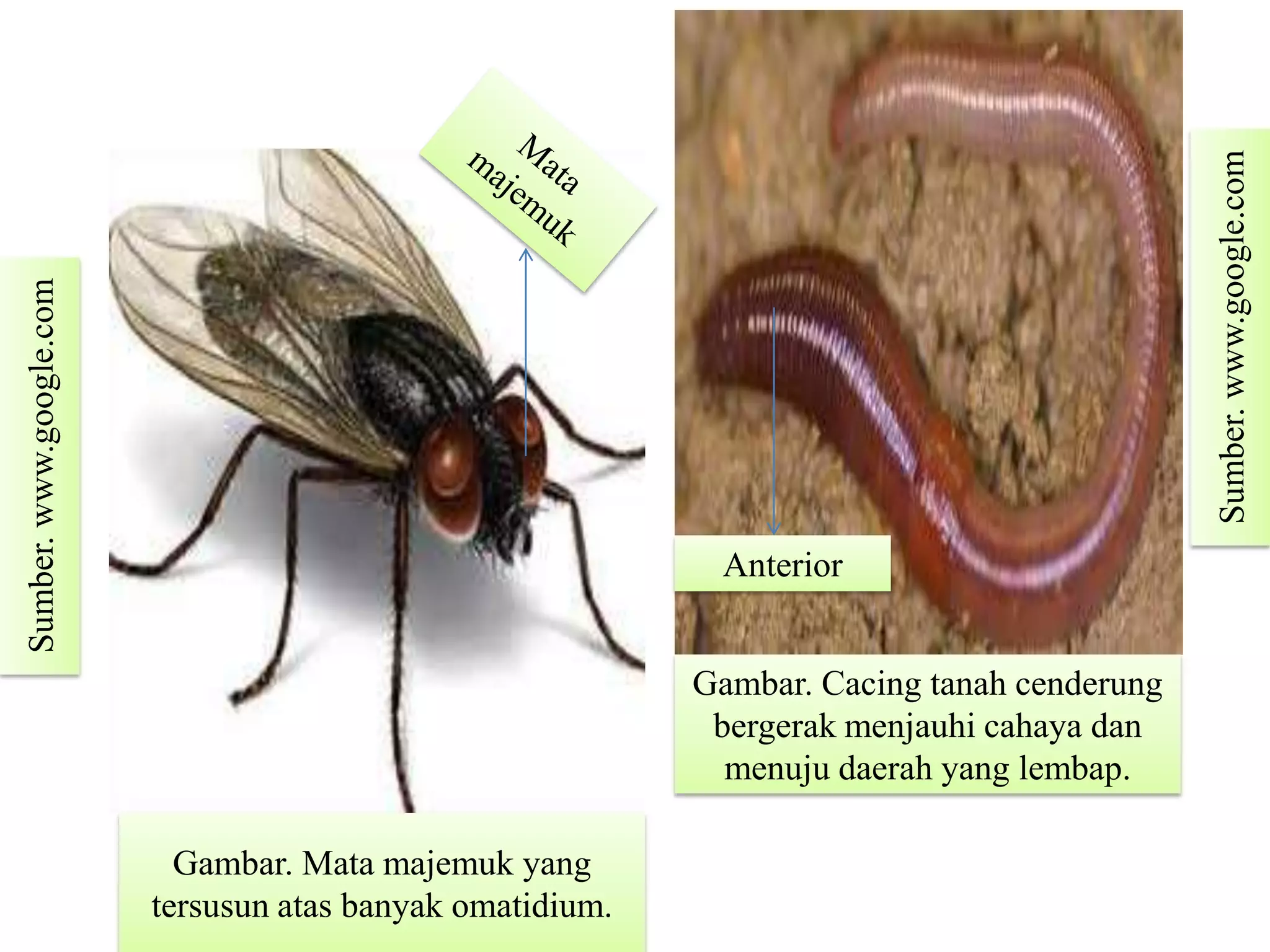 Gambar. Cacing tanah cenderung
bergerak menjauhi cahaya dan
menuju daerah yang lembap.
Gambar. Mata majemuk yang
tersusun atas banyak omatidium.
Sumber.www.google.com
Sumber.www.google.com
Anterior
 