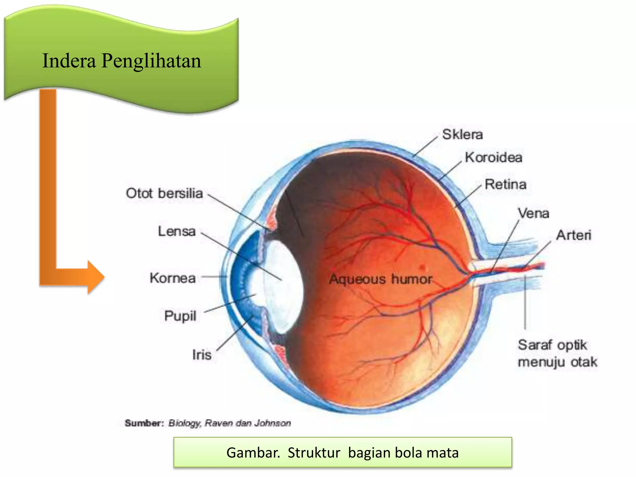 Indera Penglihatan
Gambar. Struktur bagian bola mata
 