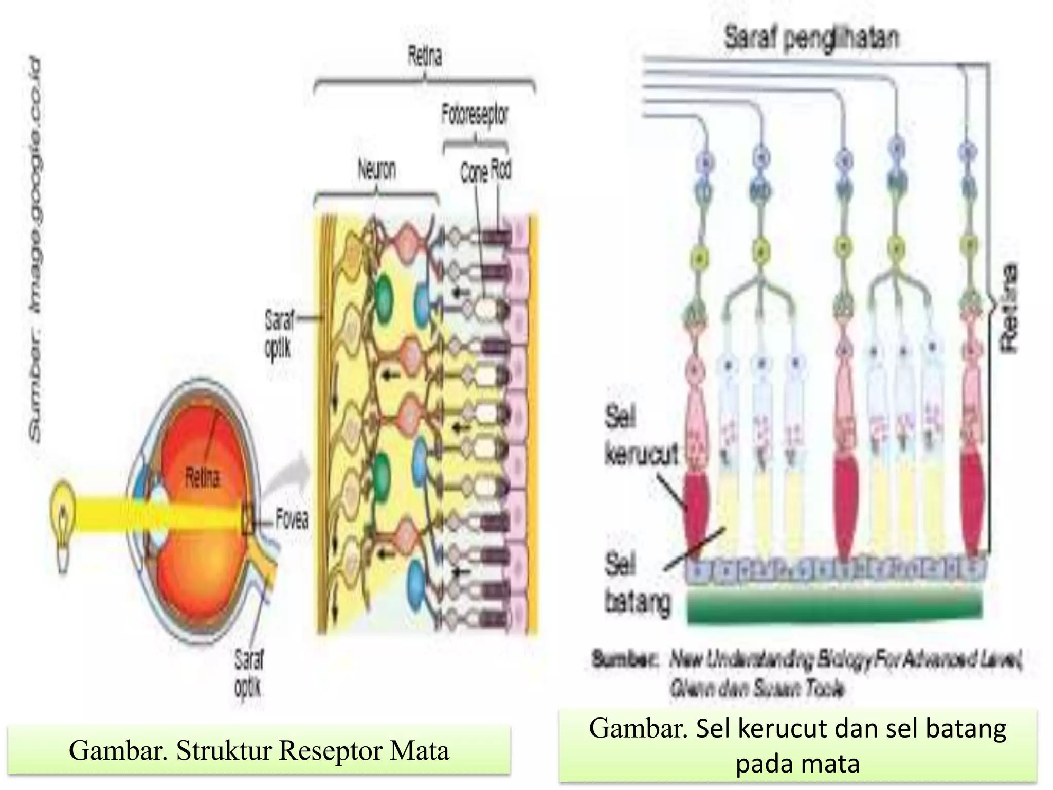 Gambar. Struktur Reseptor Mata
Gambar. Sel kerucut dan sel batang
pada mata
 