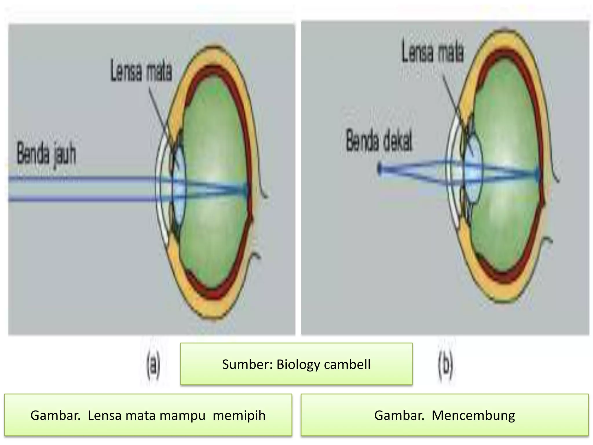 Gambar. Lensa mata mampu memipih Gambar. Mencembung
Sumber: Biology cambell
 
