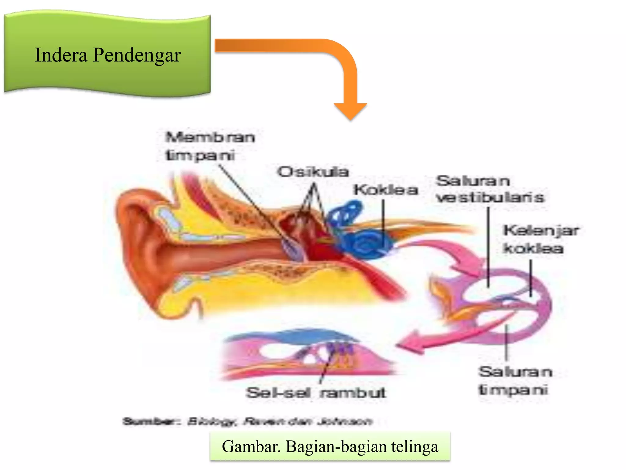 Indera Pendengar
Gambar. Bagian-bagian telinga
 
