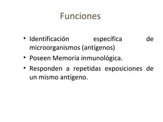 Funciones
• Identificación específica de
microorganismos (antígenos)
• Poseen Memoria inmunológica.
• Responden a repetidas exposiciones de
un mismo antígeno.
 