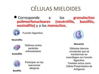 CÉLULAS MIELOIDES
Corresponde a los granulocitos
polimorfonucleares (neutrófilo, basófilo,
eosinófilo) y a los monocitos.
Neutrófilo
Función fagocítica
Eosinófilo
Defensa contra
parásitos
extracelulares
Basófilo
Participan en las
reacciones
alérgicas
Monocito
Glóbulos blancos
circulantes que se
transforman en
macrófagos con función
fagocítica.
También actúa como
Célula Presentadora de
Antígenos
 