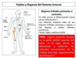 Tejidos y Órganos del Sistema Inmune
Órganos linfoides primarios o
centrales.
En ellos ocurre la diferenciación inicial
de los linfocitos B y T.
Los linfocitos maduros salen de los
órganos linfoides primarios y migran a
los órganos y tejidos linfoides
periféricos.
TIPOS: TIMO y MÉDULA ÓSEA
TIMO: órgano pequeño situado
en la parte central superior del
tórax. Es el lugar donde se
almacenan y maduran los
linfocitos provenientes de la
médula ósea roja, especialmente
los linfocitos T.
TIMO: órgano pequeño situado
en la parte central superior del
tórax. Es el lugar donde se
almacenan y maduran los
linfocitos provenientes de la
médula ósea roja, especialmente
los linfocitos T.
 