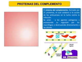 El sistema del complemento, formado por
21 proteínas, el cual colabora a la acción
de los anticuerpos en la lucha contra la
infección.
Se unen a los agentes patógenos y
provocando su ingestión por los
macrófagos o destruyendo directamente a
las células.
El sistema del complemento, formado por
21 proteínas, el cual colabora a la acción
de los anticuerpos en la lucha contra la
infección.
Se unen a los agentes patógenos y
provocando su ingestión por los
macrófagos o destruyendo directamente a
las células.
PROTEINAS DEL COMPLEMENTO
 
