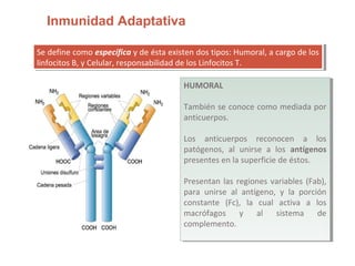 Inmunidad Adaptativa
Se define como específica y de ésta existen dos tipos: Humoral, a cargo de los
linfocitos B, y Celular, responsabilidad de los Linfocitos T.
Se define como específica y de ésta existen dos tipos: Humoral, a cargo de los
linfocitos B, y Celular, responsabilidad de los Linfocitos T.
HUMORAL
También se conoce como mediada por
anticuerpos.
Los anticuerpos reconocen a los
patógenos, al unirse a los antígenos
presentes en la superficie de éstos.
Presentan las regiones variables (Fab),
para unirse al antígeno, y la porción
constante (Fc), la cual activa a los
macrófagos y al sistema de
complemento.
HUMORAL
También se conoce como mediada por
anticuerpos.
Los anticuerpos reconocen a los
patógenos, al unirse a los antígenos
presentes en la superficie de éstos.
Presentan las regiones variables (Fab),
para unirse al antígeno, y la porción
constante (Fc), la cual activa a los
macrófagos y al sistema de
complemento.
 