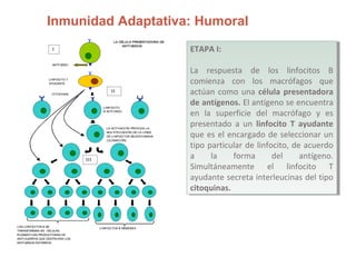 Inmunidad Adaptativa: Humoral
LA CÉLULA PRESENTADORA DE
ANTÍ GENOS
CITOCINAS
LINFOCITO
B ACTIVADO
LA ACTIVACIÓN PROVOCA LA
MULTIPLICACIÓN DE LA LÍNEA
DE LINFOCITOS SELECCIONADA
(CLONACIÓN)
LINFOCITOS B MEMORIA
LINFOCITO T
AYUDANTE
LOS LINFOCITOS B SE
TRANSFORMAN EN CÉLULAS
PLASMÁTICAS PRODUCTORAS DE
ANTICUERPOS QUE DESTRUYEN LOS
ANTÍGENOS EXTRAÑOS
ANTÍGENO
I
II
III
ETAPA I:
La respuesta de los linfocitos B
comienza con los macrófagos que
actúan como una célula presentadora
de antígenos. El antígeno se encuentra
en la superficie del macrófago y es
presentado a un linfocito T ayudante
que es el encargado de seleccionar un
tipo particular de linfocito, de acuerdo
a la forma del antígeno.
Simultáneamente el linfocito T
ayudante secreta interleucinas del tipo
citoquinas.
ETAPA I:
La respuesta de los linfocitos B
comienza con los macrófagos que
actúan como una célula presentadora
de antígenos. El antígeno se encuentra
en la superficie del macrófago y es
presentado a un linfocito T ayudante
que es el encargado de seleccionar un
tipo particular de linfocito, de acuerdo
a la forma del antígeno.
Simultáneamente el linfocito T
ayudante secreta interleucinas del tipo
citoquinas.
 