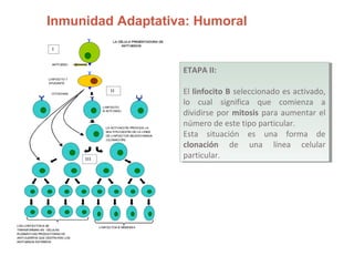 Inmunidad Adaptativa: Humoral
LA CÉLULA PRESENTADORA DE
ANTÍ GENOS
CITOCINAS
LINFOCITO
B ACTIVADO
LA ACTIVACIÓN PROVOCA LA
MULTIPLICACIÓN DE LA LÍNEA
DE LINFOCITOS SELECCIONADA
(CLONACIÓN)
LINFOCITOS B MEMORIA
LINFOCITO T
AYUDANTE
LOS LINFOCITOS B SE
TRANSFORMAN EN CÉLULAS
PLASMÁTICAS PRODUCTORAS DE
ANTICUERPOS QUE DESTRUYEN LOS
ANTÍGENOS EXTRAÑOS
ANTÍGENO
I
II
III
ETAPA II:
El linfocito B seleccionado es activado,
lo cual significa que comienza a
dividirse por mitosis para aumentar el
número de este tipo particular.
Esta situación es una forma de
clonación de una línea celular
particular.
ETAPA II:
El linfocito B seleccionado es activado,
lo cual significa que comienza a
dividirse por mitosis para aumentar el
número de este tipo particular.
Esta situación es una forma de
clonación de una línea celular
particular.
 