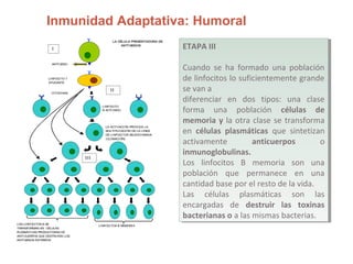 Inmunidad Adaptativa: Humoral
LA CÉLULA PRESENTADORA DE
ANTÍ GENOS
CITOCINAS
LINFOCITO
B ACTIVADO
LA ACTIVACIÓN PROVOCA LA
MULTIPLICACIÓN DE LA LÍNEA
DE LINFOCITOS SELECCIONADA
(CLONACIÓN)
LINFOCITOS B MEMORIA
LINFOCITO T
AYUDANTE
LOS LINFOCITOS B SE
TRANSFORMAN EN CÉLULAS
PLASMÁTICAS PRODUCTORAS DE
ANTICUERPOS QUE DESTRUYEN LOS
ANTÍGENOS EXTRAÑOS
ANTÍGENO
I
II
III
ETAPA III
Cuando se ha formado una población
de linfocitos lo suficientemente grande
se van a
diferenciar en dos tipos: una clase
forma una población células de
memoria y la otra clase se transforma
en células plasmáticas que sintetizan
activamente anticuerpos o
inmunoglobulinas.
Los linfocitos B memoria son una
población que permanece en una
cantidad base por el resto de la vida.
Las células plasmáticas son las
encargadas de destruir las toxinas
bacterianas o a las mismas bacterias.
ETAPA III
Cuando se ha formado una población
de linfocitos lo suficientemente grande
se van a
diferenciar en dos tipos: una clase
forma una población células de
memoria y la otra clase se transforma
en células plasmáticas que sintetizan
activamente anticuerpos o
inmunoglobulinas.
Los linfocitos B memoria son una
población que permanece en una
cantidad base por el resto de la vida.
Las células plasmáticas son las
encargadas de destruir las toxinas
bacterianas o a las mismas bacterias.
 