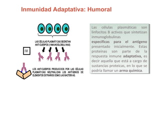 Inmunidad Adaptativa: Humoral
LOS ANTICUERPOS PRODUCIDOS POR LAS CÉLULAS
PLASMÁTICAS NEUTRALIZAN LOS ANTÍGENOS DE
ELEMENTOS EXTRAÑOS COMO LAS BACTERIAS.
LAS CÉLULAS PLASMÁTICAS SECRETAN
ANTICUERPOS (INMUNOGLOBULINAS)
IV
Las células plasmáticas son
linfocitos B activos que sintetizan
inmunoglobulinas
especificas para el antígeno
presentado inicialmente. Estas
proteínas son parte de la
respuesta inmune adaptativa, es
decir aquella que está a cargo de
sustancias proteicas, en lo que se
podría llamar un arma química.
Las células plasmáticas son
linfocitos B activos que sintetizan
inmunoglobulinas
especificas para el antígeno
presentado inicialmente. Estas
proteínas son parte de la
respuesta inmune adaptativa, es
decir aquella que está a cargo de
sustancias proteicas, en lo que se
podría llamar un arma química.
 