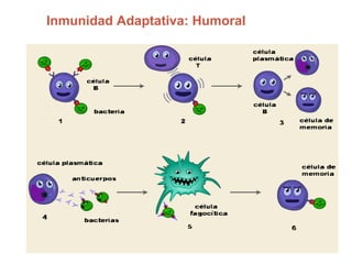 Inmunidad Adaptativa: Humoral
 