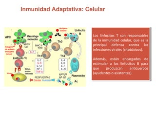 Inmunidad Adaptativa: Celular
Los linfocitos T son responsables
de la inmunidad celular, que es la
principal defensa contra las
infecciones virales (citotóxicos).
Además, están encargados de
estimular a los linfocitos B para
que produzcan anticuerpos
(ayudantes o asistentes).
Los linfocitos T son responsables
de la inmunidad celular, que es la
principal defensa contra las
infecciones virales (citotóxicos).
Además, están encargados de
estimular a los linfocitos B para
que produzcan anticuerpos
(ayudantes o asistentes).
 