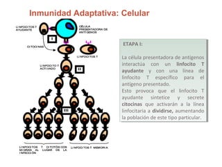 Inmunidad Adaptativa: Celular
LI NFOCI TOS T MEMORI ALI NFOCI TOS T CI TOTÓXI COS
MI GRAN AL LUGAR DE LA
I NFECCI ÓN
LI NFOCI TO T
ACTI VADO
LI NFOCI TOS T
CI TOCI NAS
LI NFOCI TOS T
AYUDANTE
CÉLULA
PRESENTADORA DE
ANTÍ GENOS
I
II
III
ETAPA I:
La célula presentadora de antígenos
interactúa con un linfocito T
ayudante y con una línea de
linfocito T específico para el
antígeno presentado.
Esto provoca que el linfocito T
ayudante sintetice y secrete
citocinas que activarán a la línea
linfocitaria a dividirse, aumentando
la población de este tipo particular.
ETAPA I:
La célula presentadora de antígenos
interactúa con un linfocito T
ayudante y con una línea de
linfocito T específico para el
antígeno presentado.
Esto provoca que el linfocito T
ayudante sintetice y secrete
citocinas que activarán a la línea
linfocitaria a dividirse, aumentando
la población de este tipo particular.
 