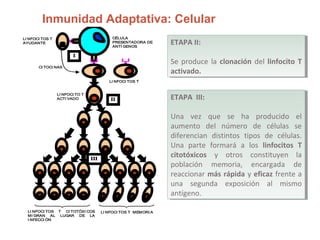 Inmunidad Adaptativa: Celular
LI NFOCI TOS T MEMORI ALI NFOCI TOS T CI TOTÓXI COS
MI GRAN AL LUGAR DE LA
I NFECCI ÓN
LI NFOCI TO T
ACTI VADO
LI NFOCI TOS T
CI TOCI NAS
LI NFOCI TOS T
AYUDANTE
CÉLULA
PRESENTADORA DE
ANTÍ GENOS
I
II
III
ETAPA II:
Se produce la clonación del linfocito T
activado.
ETAPA II:
Se produce la clonación del linfocito T
activado.
ETAPA III:
Una vez que se ha producido el
aumento del número de células se
diferencian distintos tipos de células.
Una parte formará a los linfocitos T
citotóxicos y otros constituyen la
población memoria, encargada de
reaccionar más rápida y eficaz frente a
una segunda exposición al mismo
antígeno.
ETAPA III:
Una vez que se ha producido el
aumento del número de células se
diferencian distintos tipos de células.
Una parte formará a los linfocitos T
citotóxicos y otros constituyen la
población memoria, encargada de
reaccionar más rápida y eficaz frente a
una segunda exposición al mismo
antígeno.
 