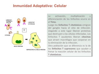 Inmunidad Adaptativa: Celular
DESTRUCCI ÓN DE LA CÉLULA I NFECTADA
CELULA I NFECTADA
LI NFOCI TO T
AYUDANTE O
AUXI LI AR LI NFOCI TOS T
CI TOTÓXICOS
CITOCINAS
IV
La activación, multiplicación y
diferenciación de los linfocitos ocurre en
el Timo.
Luego los linfocitos T citotóxicos emigran
del ganglio hacia el sitio de infección.
Llegando a este lugar liberan proteínas
que destruyen a las células infectadas. Los
linfocitos T ayudantes liberan citocinas
que atraen macrófagos que cooperan en
la eliminación de la infección.
Otra población que se diferencia es la de
los linfocitos T supresores que ayudan a
frenar la reacción celular de los linfocitos
T citotóxicos.
La activación, multiplicación y
diferenciación de los linfocitos ocurre en
el Timo.
Luego los linfocitos T citotóxicos emigran
del ganglio hacia el sitio de infección.
Llegando a este lugar liberan proteínas
que destruyen a las células infectadas. Los
linfocitos T ayudantes liberan citocinas
que atraen macrófagos que cooperan en
la eliminación de la infección.
Otra población que se diferencia es la de
los linfocitos T supresores que ayudan a
frenar la reacción celular de los linfocitos
T citotóxicos.
 
