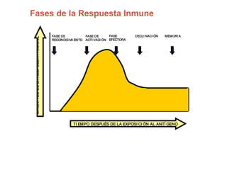 Fases de la Respuesta Inmune
FASE DE
RECONOCI MI ENTO
FASE DE
ACTI VACI ÓN
FASE
EFECTORA
DECLI NACI ÓN MEMORI A
TI EMPO DESPUÉS DE LA EXPOSI CI ÓN AL ANTÍ GENO
MAGNITUDDELARESPUESTAINMUNE
 