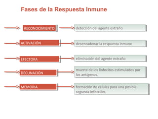 Fases de la Respuesta Inmune
RECONOCIMIENTORECONOCIMIENTO
ACTIVACIÓNACTIVACIÓN
EFECTORAEFECTORA
DECLINACIÓNDECLINACIÓN
MEMORIAMEMORIA
detección del agente extrañodetección del agente extraño
desencadenar la respuesta inmunedesencadenar la respuesta inmune
eliminación del agente extrañoeliminación del agente extraño
muerte de los linfocitos estimulados por
los antígenos.
muerte de los linfocitos estimulados por
los antígenos.
formación de células para una posible
segunda infección.
formación de células para una posible
segunda infección.
 