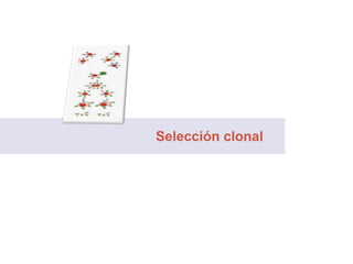 Selección clonal
 