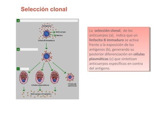 Selección clonal
La selección clonal, de los
anticuerpos (a), indica que un
linfocito B immaduro se activa
frente a la exposición de los
antígenos (b), generando su
posterior diferenciación en células
plasmáticas (c) que sintetizan
anticuerpos específicos en contra
del antígeno.
La selección clonal, de los
anticuerpos (a), indica que un
linfocito B immaduro se activa
frente a la exposición de los
antígenos (b), generando su
posterior diferenciación en células
plasmáticas (c) que sintetizan
anticuerpos específicos en contra
del antígeno.
 