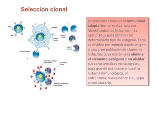Selección clonal
La selección clonal en la inmunidad
adaptativa, se realiza una vez
identificados los linfocitos más
apropiados para eliminar un
determinado tipo de antígeno. Estos
se dividen por mitosis dando origen
a una gran población de clones de
linfocitos cuya misión será eliminar
al elemento patógeno y no olvidar
sus características estructurales,
para que de esa manera nuestro
sistema inmunológico, al
enfrentarse nuevamente a el, sepa
como atacarlo.
La selección clonal en la inmunidad
adaptativa, se realiza una vez
identificados los linfocitos más
apropiados para eliminar un
determinado tipo de antígeno. Estos
se dividen por mitosis dando origen
a una gran población de clones de
linfocitos cuya misión será eliminar
al elemento patógeno y no olvidar
sus características estructurales,
para que de esa manera nuestro
sistema inmunológico, al
enfrentarse nuevamente a el, sepa
como atacarlo.
 