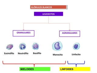 GLÓBULOS BLANCOSGLÓBULOS BLANCOS
LEUCOCITOS
GRANULARES AGRANULARES
NeutrófiloEosinófilo Basófilo
Monocito Linfocito
MIELOIDES LINFOIDES
 