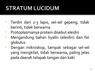 • Terdiri dari 2-3 lapis, sel-sel gepeng, tidak
  berinti, tidak berwarna
• Protoplasmanya protein disebut eleidin
• Mengandung bahan hyalin (eleidin) dan fat
  globulus
• Dengan mikroskop, tampak sebagai sel-sel
  yang mengkilat, tidak berwarna, paling jelas
  pada daerah telapak tangan dan kaki

                                                  13
 