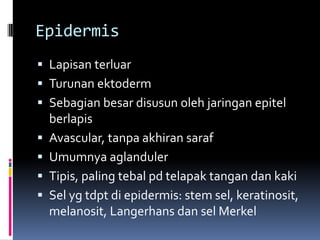 Epidermis
 Lapisan terluar
 Turunan ektoderm
 Sebagian besar disusun oleh jaringan epitel
berlapis
 Avascular, tanpa akhiran saraf
 Umumnya aglanduler
 Tipis, paling tebal pd telapak tangan dan kaki
 Sel yg tdpt di epidermis: stem sel, keratinosit,
melanosit, Langerhans dan sel Merkel
 