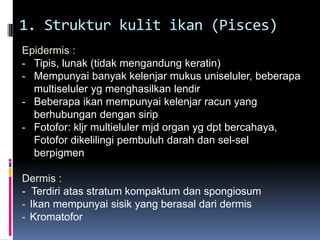 1. Struktur kulit ikan (Pisces)
Epidermis :
- Tipis, lunak (tidak mengandung keratin)
- Mempunyai banyak kelenjar mukus uniseluler, beberapa
multiseluler yg menghasilkan lendir
- Beberapa ikan mempunyai kelenjar racun yang
berhubungan dengan sirip
- Fotofor: kljr multieluler mjd organ yg dpt bercahaya,
Fotofor dikelilingi pembuluh darah dan sel-sel
berpigmen
Dermis :
- Terdiri atas stratum kompaktum dan spongiosum
- Ikan mempunyai sisik yang berasal dari dermis
- Kromatofor
 