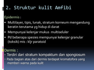 2. Struktur kulit Amfibi
Epidermis :
• Multilayer, tipis, lunak, stratum korneum mengandung
keratin terutama yg hidup di darat
• Mempunyai kelenjar mukus multiseluler
• Pd beberapa spesies mempunyai kelenjar granular
(toksik) mis : kljr paratoid
Dermis :
- Terdiri dari stratum kompaktum dan spongiosum
- Pada bagian atas dari dermis terdapat kromatofora yang
memberi warna pada kulit
 