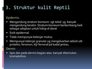 3. Struktur kulit Reptil
Epidermis :
 Mengandung stratum korneum sgt tebal yg banyak
mengandung keratin. Stratum korneum berkembang baik
sebagai adaptasi untuk hidup di darat
 Sisik epidermal
 Tidak mempunyai kelenjar mukus
 Mempunyai kelenjar granular yg mengeluarkan sekret utk
proteksi, feromon, kljr femoral pd kadal jantan,
Dermis
 tipis dan pada dermis bagian atas banyak ditemukan
kromatofora
 