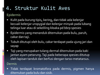 4. Struktur Kulit Aves
Epidermis
 Kulit pada burung tipis, kering, dan tidak ada kelenjar
kecuali kelenjar uropygial dan kelenjar minyak pada lubang
telinga luar atau di sekeliling kloaka pd bbrp spesies
 Epidermis yang menanduk ditemukan pada bulu, paruh,
cakar dan taji.
 Tubuh ditutupi oleh bulu, cakar terdapat pada ujung jari dan
sayap
 Taji yang merupakan tulang dermal ditemukan pada kaki
jantan ayam petarung.Taji pada beberapa spesies ditutup
oleh lapisan tanduk dan berfusi dengan tarso-metatarsus.
Dermis
 Tidak terdapat kromatofora pada dermis, pigmen hanya
ditemukan pada bulu dan sisik.
 