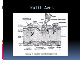 Kulit Aves
 